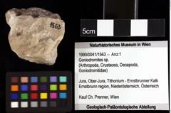 Foto (Objket + Etiketten) von Konidromites sp. 